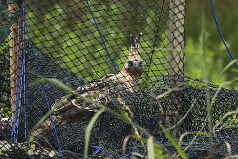 Seekor burung Elang Jawa bertengger di kandang habituasi sebelum dilepas liarkan di kawasan TN Gunung Gede Pangrango, Sukabumi, Sabtu (13/12/2025). Foto: Syawal Febrian Darisman/kumparan