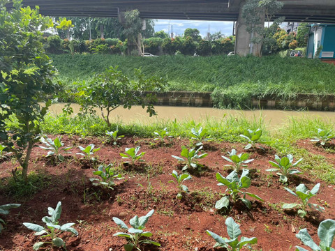 Lokasi urban farming di kolong tol Becakayu, Duren Sawit, Jakarta Timur, Minggu (14/12/2025). Foto: Fadhil Pramudya/kumparan