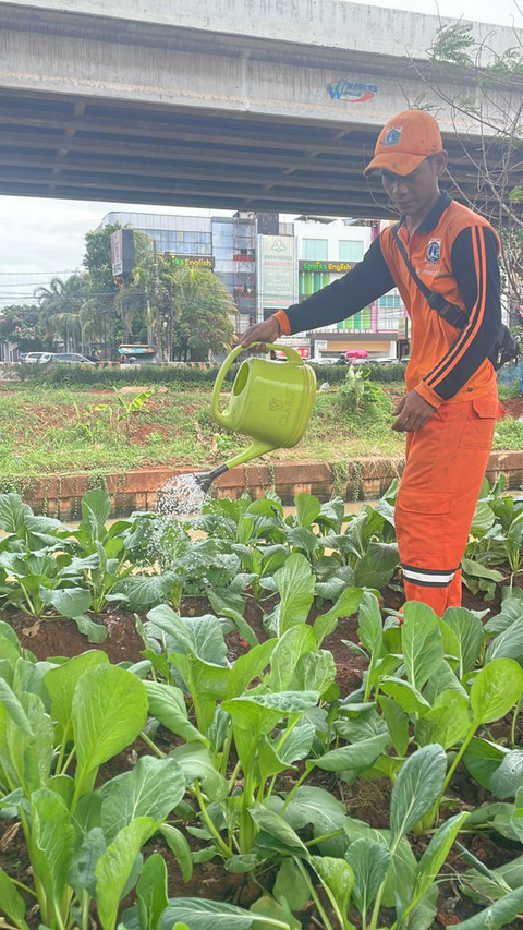 Lokasi urban farming di kolong tol Becakayu, Kelurahan Cipinang Melayu, Jakarta Timur, Minggu (14/12/2025). Foto: Fadhil Pramudya/kumparan