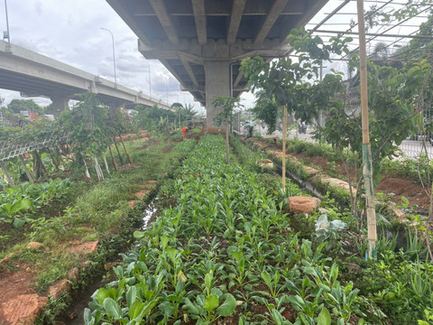 Lokasi urban farming di kolong tol Becakayu, Kelurahan Cipinang Melayu, Jakarta Timur, Minggu (14/12/2025). Foto: Fadhil Pramudya/kumparan