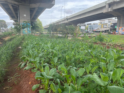 Lokasi urban farming di kolong tol Becakayu, Kelurahan Cipinang Melayu, Jakarta Timur, Minggu (14/12/2025). Foto: Fadhil Pramudya/kumparan