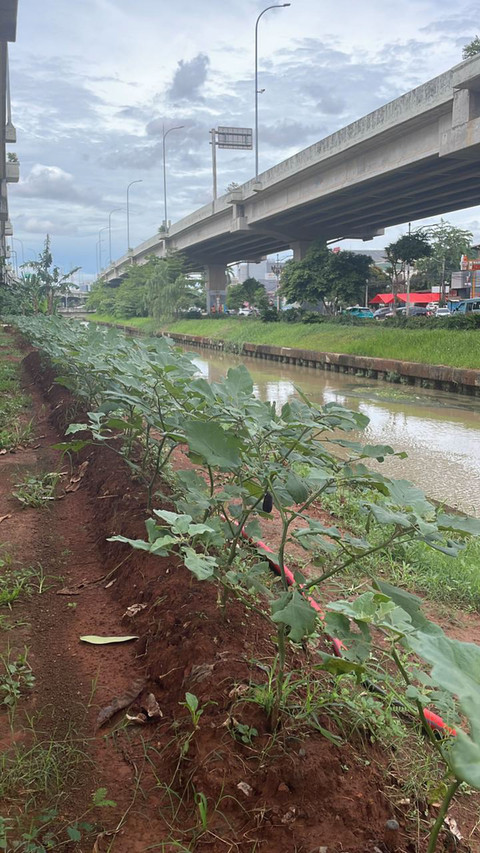 Lokasi urban farming di kolong tol Becakayu, Kelurahan Cipinang Melayu, Jakarta Timur, Minggu (14/12/2025). Foto: Fadhil Pramudya/kumparan