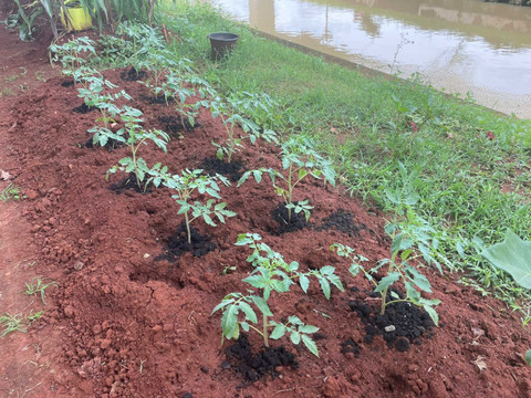 Lokasi urban farming di kolong tol Becakayu, Kelurahan Cipinang Melayu, Jakarta Timur, Minggu (14/12/2025). Foto: Fadhil Pramudya/kumparan