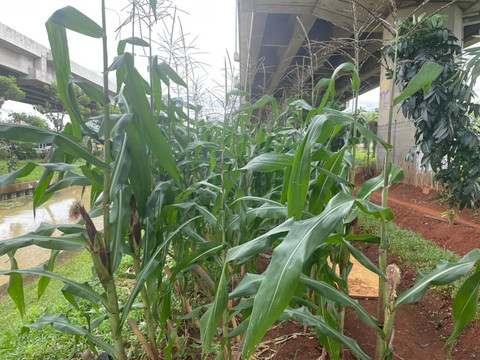 Lokasi urban farming di kolong tol Becakayu, Kelurahan Cipinang Melayu, Jakarta Timur, Minggu (14/12/2025). Foto: Fadhil Pramudya/kumparan