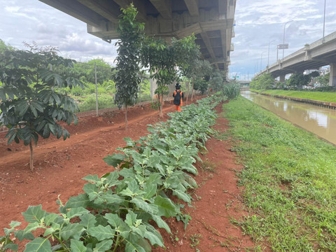 Lokasi urban farming di kolong tol Becakayu, Kelurahan Cipinang Melayu, Jakarta Timur, Minggu (14/12/2025). Foto: Fadhil Pramudya/kumparan