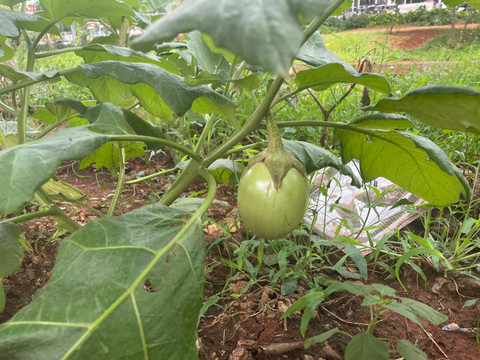 Lokasi urban farming di kolong tol Becakayu, Kelurahan Cipinang Melayu, Jakarta Timur, Minggu (14/12/2025). Foto: Fadhil Pramudya/kumparan