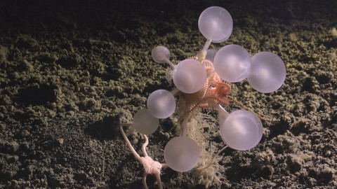 Spesies baru spons bola pemakan daging. Foto: The Nippon Foundation-Nekton Ocean Census/Schmidt Ocean Institute