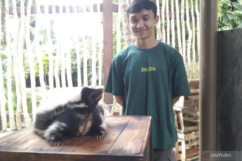 Petugas menjaga satwa sigung di wahana baru Bali Zoo di Desa Singapadu, Kabupaten Gianyar, Bali, Rabu (17/12/2025).  Foto: ANTARA/Dewa Ketut Sudiarta Wiguna