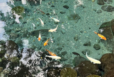Ikan-Ikan di Umbul Kapilaler, Sabtu (20/12/2025) Dok. Fathin Fathulli
