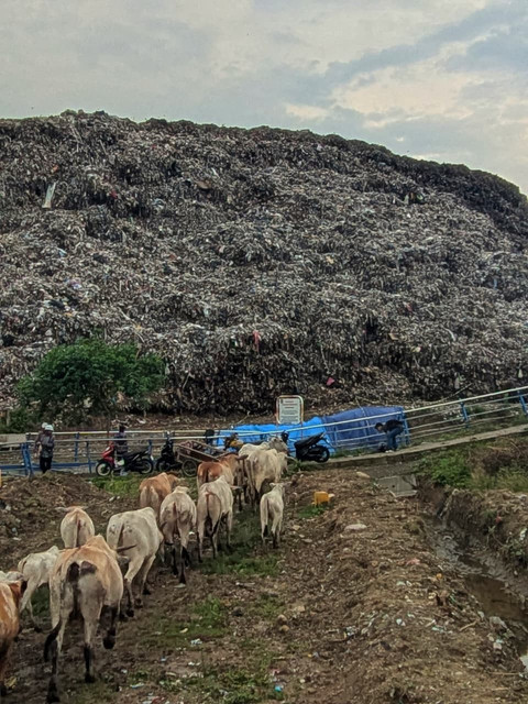 Gerombolan sapi yang digembala di sekitar kawasan Putri Cempo (Foto: Faadhil)
