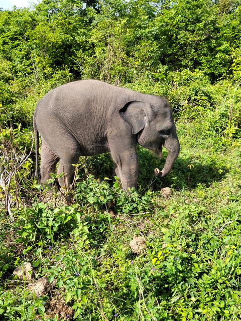 Nisa,  gajah kecil dari Way Kambas (Dok. Pribadi)