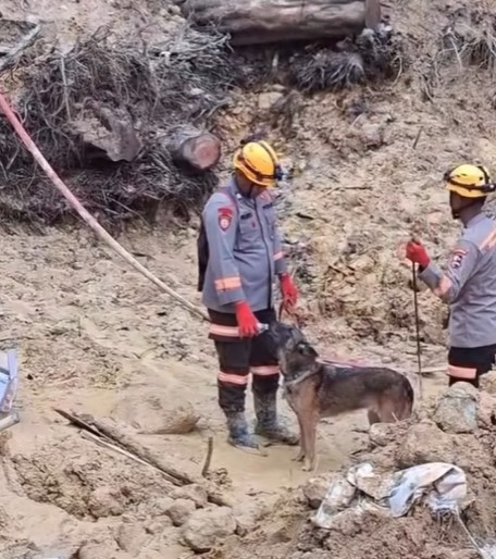 Tim K9 mencari korban yang tertimbun longsoran. Dok Polri