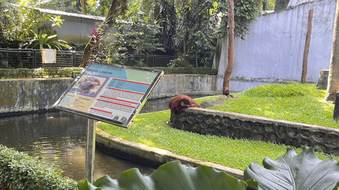 Suasana saat libur Natal di Taman Margasatwa Ragunan, Pasar Minggu, Jakarta Selatan, Kamis (25/12/2025). Foto: Nasywa Athifah/kumparan