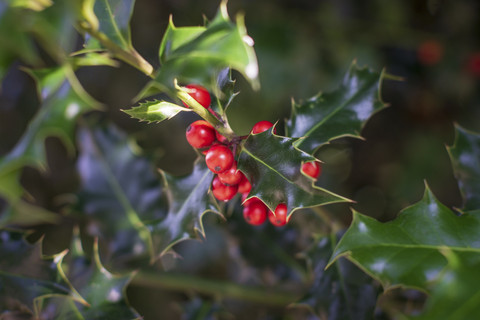 Ilustrasi warna hijau dan merah saat Natal. Foto: Shutterstock