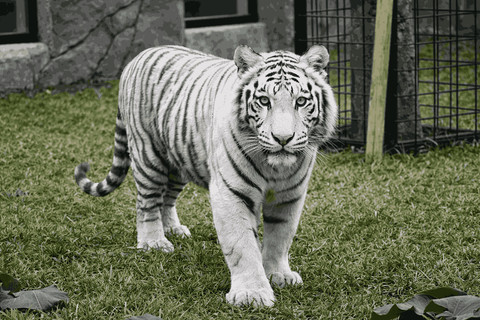 Macan putih tubuhnya putih dengan garis hitam tegas dan mata kebiruan (Foto: Dokumen Penulis)