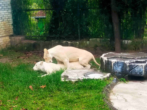 Macan koleksi Lembang Park & Zoo. Sebagian besar macan putih hidup di penangkaran manusia. Banyak dihasilkan melalui perkawinan sedarah demi mempertahankan warna unik (Foto: Dokumen penulis).
