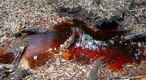 Air dengan pH 3 di kawasan Danau Sentarum,  Kalimantan Barat (Dokumen Pribadi)
