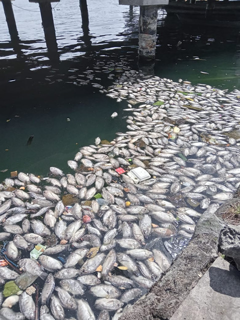 Kematian ikan yang terjadi di danau batur setiap tahunnya menjadi isu yang belum bisa terpecahkan. Sumber: Dokumentasi Prbadi.