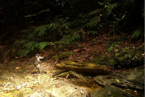 Kamera jebak menangkap gambar satwa endemik lutung kutai di bentang alam Wehea-Kelay. Foto: YKAN