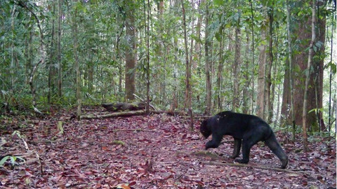 Kamera jebak menangkap gambar Beruang Madu di bentang alam Wehea-Kelay. Foto: YKAN