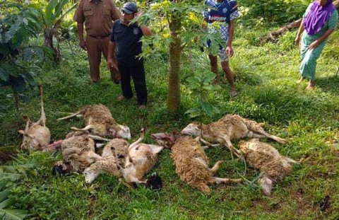 Sejumlah kambing milik warga Desa Bungurberes Kecamatan Cilebak Kabupaten Kuningan yang mati akibat serangan hewan buas. (13/1/2026). Foto: Dok. Pemdes Bungurberes
