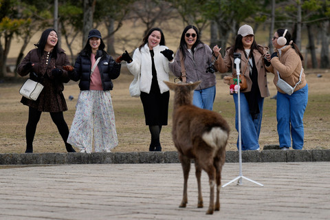 Wisatawan swafoto saat seekor rusa menunggu makanan di Nara Park, Jepang, Rabu, (14/1/2026). Foto: Eugene Hoshiko/AP Photo