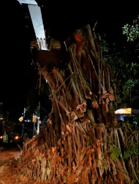 Pohon karet kebo raksasa yang selama puluhan tahun berdiri di depan Gedung Balai Kota Bogor ditebang. Foto: Dinas Perumahan dan Permukiman Kota Bogor