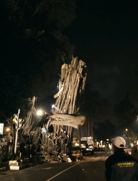 Pohon karet kebo raksasa yang selama puluhan tahun berdiri di depan Gedung Balai Kota Bogor ditebang. Foto: Dinas Perumahan dan Permukiman Kota Bogor