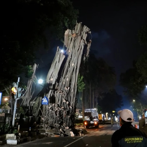 Pohon karet kebo raksasa yang selama puluhan tahun berdiri di depan Gedung Balai Kota Bogor ditebang. Foto: Instagram Dinas Perumahan dan Permukiman Kota Bogor