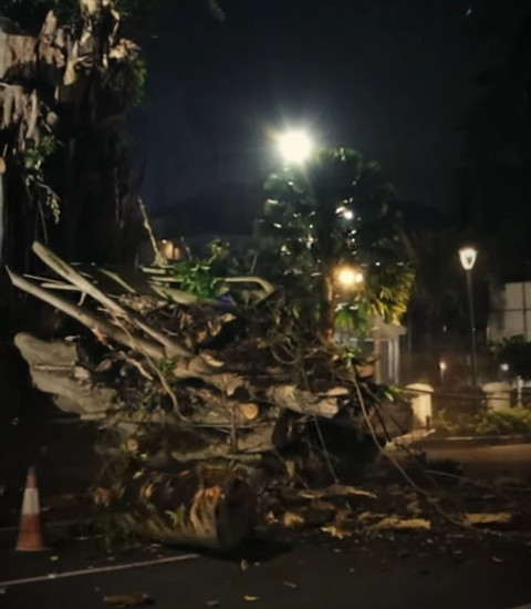 Pohon karet kebo raksasa yang selama puluhan tahun berdiri di depan Gedung Balai Kota Bogor ditebang. Foto: Dinas Perumahan dan Permukiman Kota Bogor
