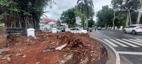 Sisa penebangan pohon karet kebo raksasa yang selama puluhan tahun berdiri di depan Gedung Balai Kota Bogor, Kamis (15/1/2026). Foto: kumparan