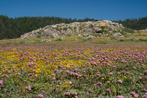  Sonoma Coast di California, AS Foto: Ramsey Samara/Shutterstock