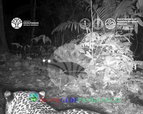 Balai Besar Taman Nasional Gunung Gede Pangrango mencatat temuan dua individu macan tutul jawa. Foto: Instagram/ @bbtn_gn_gedepangrango