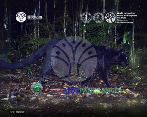 Balai Besar Taman Nasional Gunung Gede Pangrango mencatat temuan dua individu macan tutul jawa. Foto: Instagram/ @bbtn_gn_gedepangrango