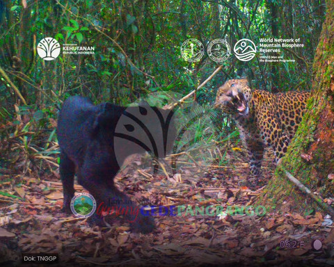 Balai Besar Taman Nasional Gunung Gede Pangrango mencatat temuan dua individu macan tutul jawa. Foto: Instagram/ @bbtn_gn_gedepangrango