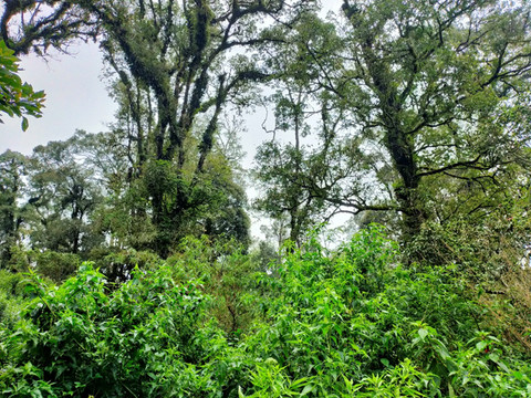 Hutan di Gunung Malabar masih banyak terdapat pohon-pohon tua yang tinggi menjulang. Di pucuk pohon seperti ini burung kedasih suka bertengger dan beruara nyaring. (Foto: Fabian S.R.)