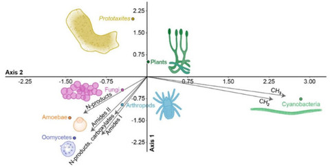 Perbandingan antara fosil Prototaxites dan organisme lain menempatkannya dalam kelompok tersendiri. Foto: Loron dkk., Science
