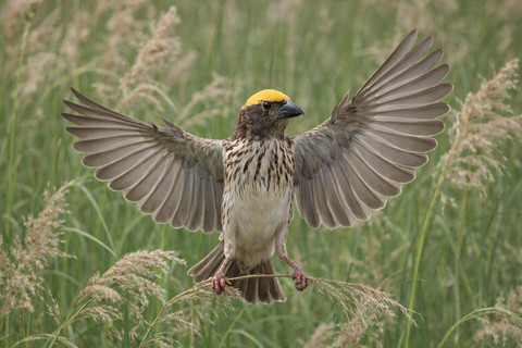 Burung Manyar sangat mudah ditemui di semak-semak kaki Gunung Malabar (Foto: Fabian S.R.)