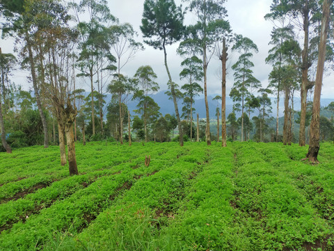 Suasana flora di zona kaki gunung dekat pemukian warga (Foto: Fabian S.R.)