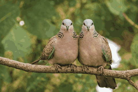Burung tekukur banyak ditemui di zona ini, banyak yang mencari makan di tanah (Foto: Fabian S.R.)