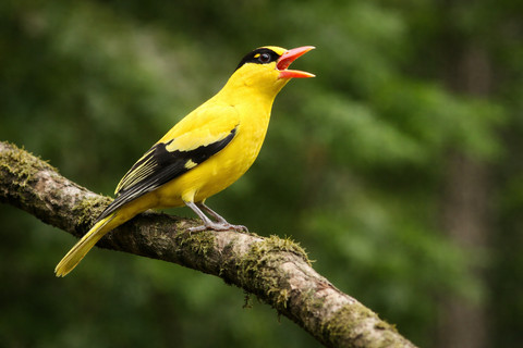 Burung kepodang terlihat di atas pohon tinggi di area ini dan rajin berkicau (Foto: Fabian S.R.)