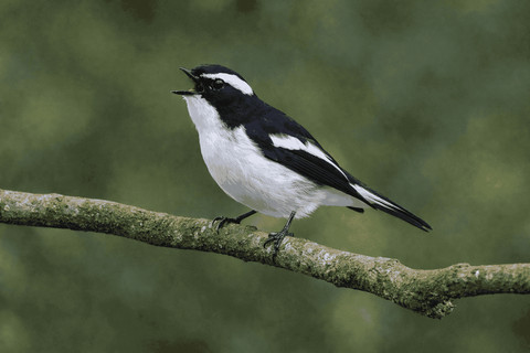Burung sikatan belang mendominasi daerah ini dengan suara bersahutan (Foto: Fabian S.R.)