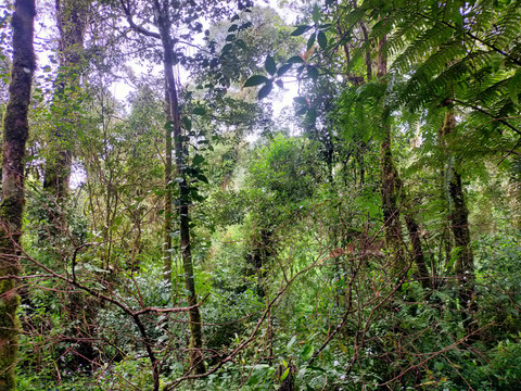 Flora puncak montana Gunung Malabar ditumbuhi pohon-pohon kecil yang rapat (Foto: Fabian S.R.)