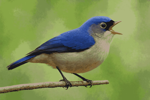 Burung mungguk beledu banyak hidup di zona ini (Foto: Fabian S.R.)