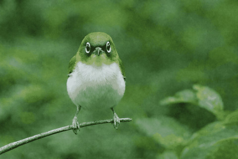 Burung kaca mata gunung hidup berkoloni di daerah puncak Gunung Malabar (Foto: Fabian S.R.)