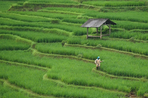 https://pixabay.com/id/photos/sawah-pertanian-tanah-pertanian-7890204/