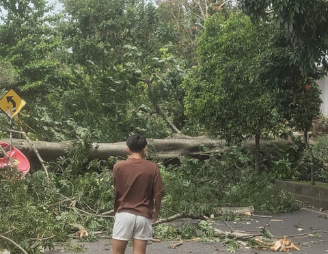 Pohon tumbang di kawasan UGM akibat angin kencang, Sabtu (24/1). Foto: Dok. BPBD DIY