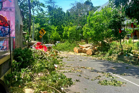 Pohon randu tumbang tewaskan pengendara motor kakek dan cucu di Jalan Lembah UGM, Karangmalang, Kalurahan Caturtunggal, Kabupaten Sleman, Sabtu (24/1/2026). Foto: Dok. Istimewa