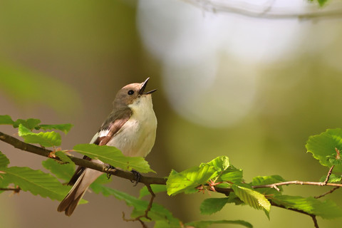//pixabay.com/photos/pied-flycatcher-sunrise-spring-bird-8015114/)