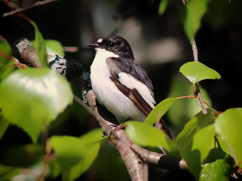//pixabay.com/photos/europeon-pied-fly-catcher-bird-385684/)